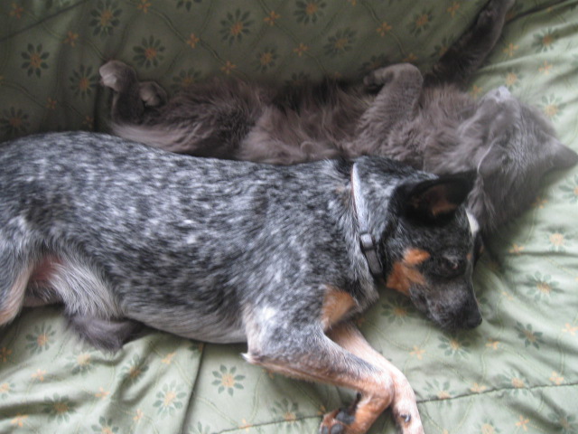 ici l'amour entre chien et chat... Img_1011
