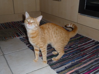 Caramel, jeune chat roux (6-8mois) Carame12