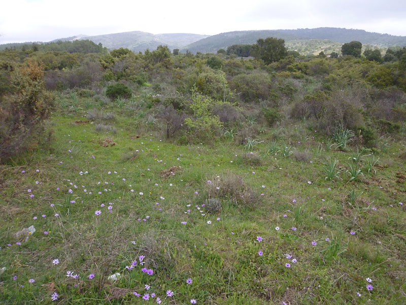 Virée en Sardaigne Ophrys30