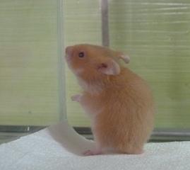 IDEFIX hamster syrien de 4 mois(ADOPTE) Ham10