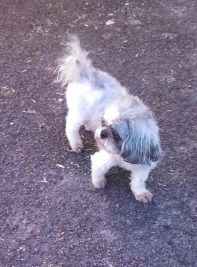 HELP, eutha DEMAIN petite shihtzu de 7 ans (RP-93) - Page 3 Img_2013