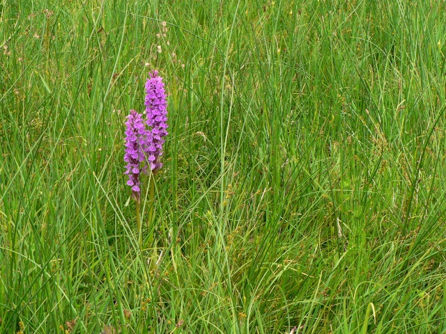 orchis P1170610