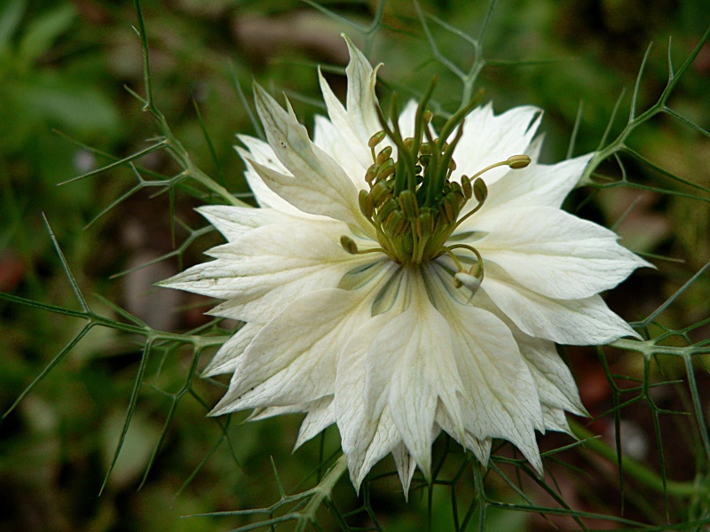 La nigelle de Damas : une fleur médiévale P1180620