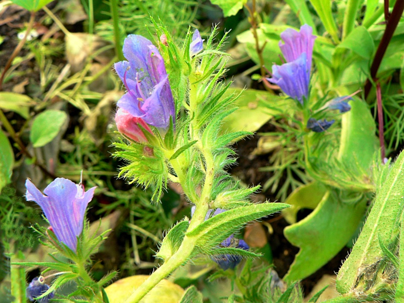 vipérine P1180621