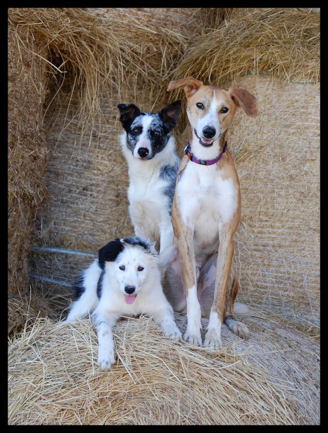 Chez kikiè- 6 ème et dernière partie: les chiens! 116