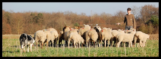 moutons - Chez kiki- 3ème partie aux moutons chez céline 1412