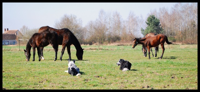 Chez kiki- 4ème partie Chevaux et compagnie 1613