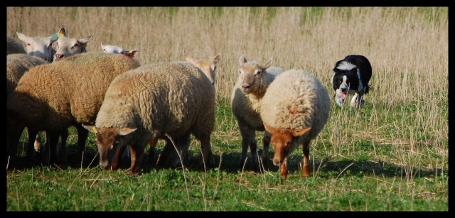 moutons - Chez kiki- 3ème partie aux moutons chez céline 213