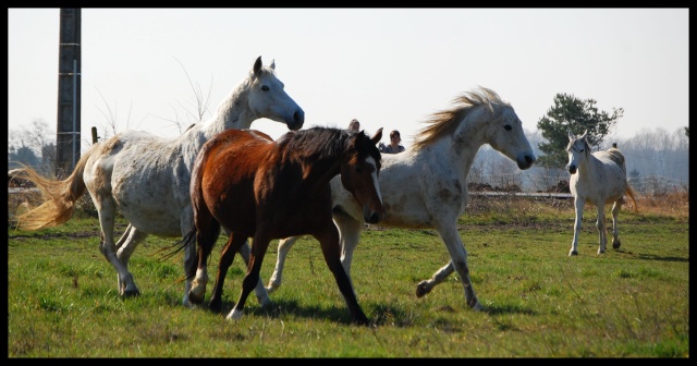 Chez kiki- 4ème partie Chevaux et compagnie 314