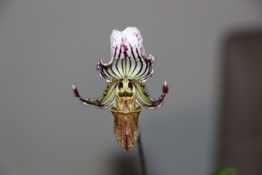 Paphiopedilum fairrieanum Img_4314