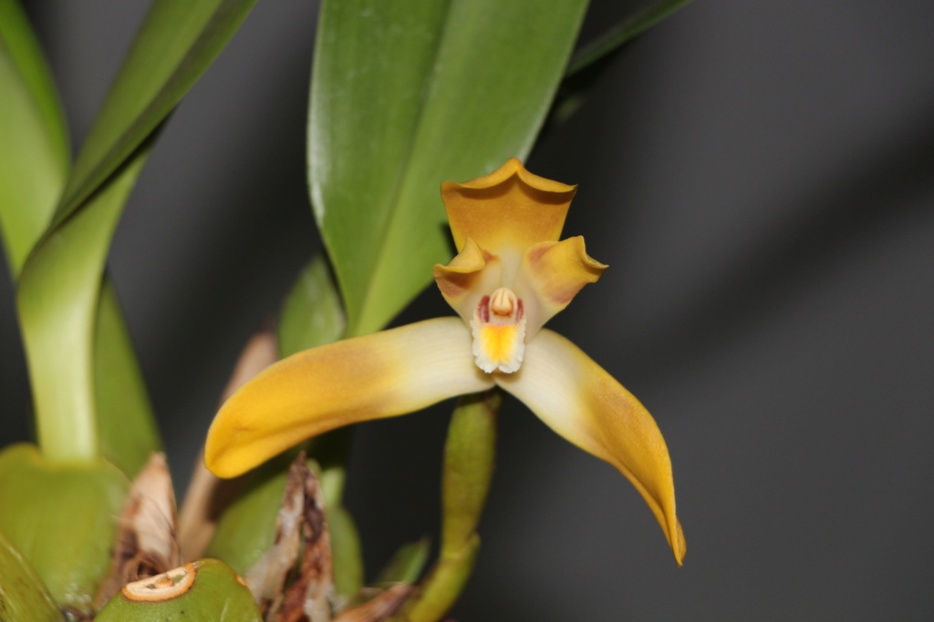 Maxillaria triloris Img_4617