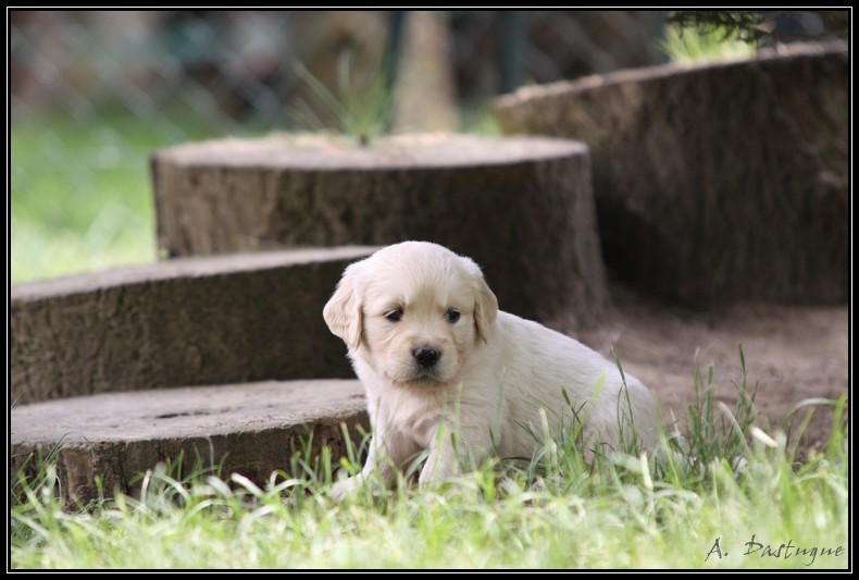 Des chiots Golden pour bientot ! - Page 3 Img_4033