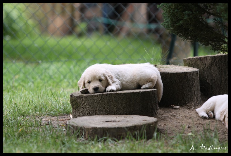 Des chiots Golden pour bientot ! - Page 3 Img_4034