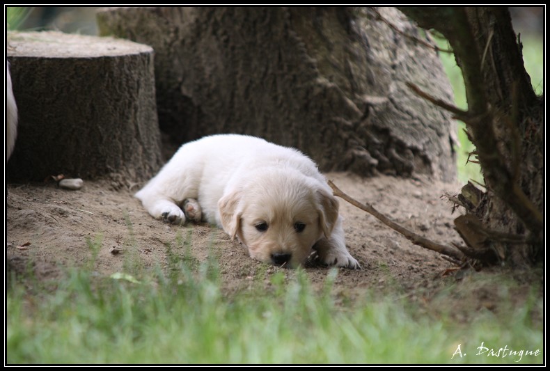 golden - Des chiots Golden pour bientot ! - Page 3 Img_4035