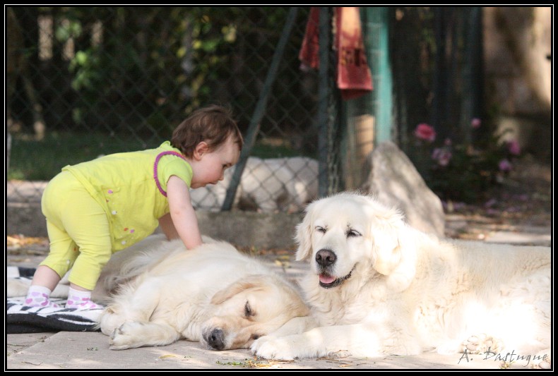 Des chiots Golden pour bientot ! - Page 3 Img_4115