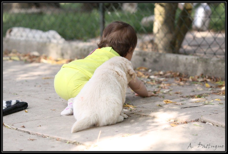 golden - Des chiots Golden pour bientot ! - Page 3 Img_4120