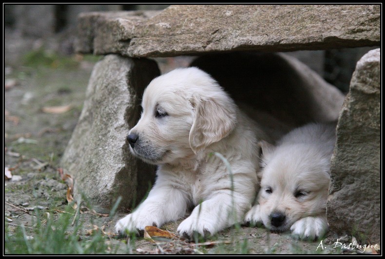 golden - Des chiots Golden pour bientot ! - Page 4 Img_4312