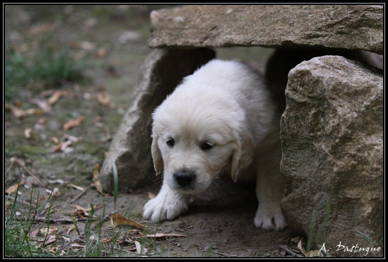 golden - Des chiots Golden pour bientot ! - Page 4 Img_4313