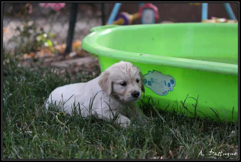 Des chiots Golden pour bientot ! - Page 4 Img_4315