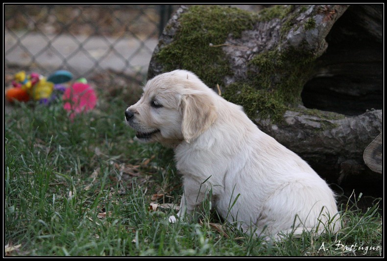 Des chiots Golden pour bientot ! - Page 4 Img_4316