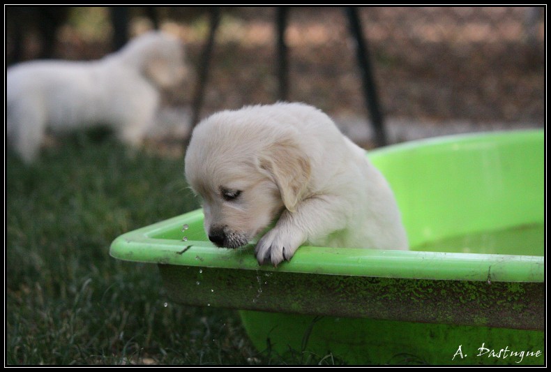 golden - Des chiots Golden pour bientot ! - Page 4 Img_4319