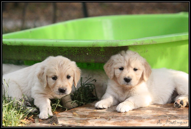 Des chiots Golden pour bientot ! - Page 4 Img_4327