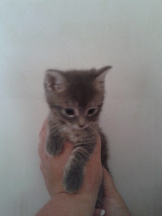 4 chatons a rserver 20130619