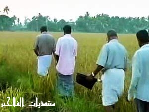 زراعة محصول الارز Rice10