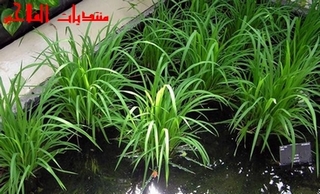 زراعة محصول الارز Rice_110