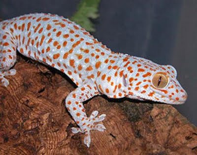  gecko tokay Tok10