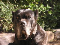 cane corso male de 7 ans risque l heuta 07614h20