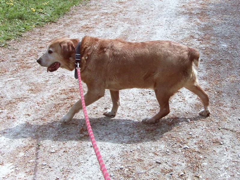 flyod labrador crois mle 7 ans (39) - ADOPTE - Dsc_0013