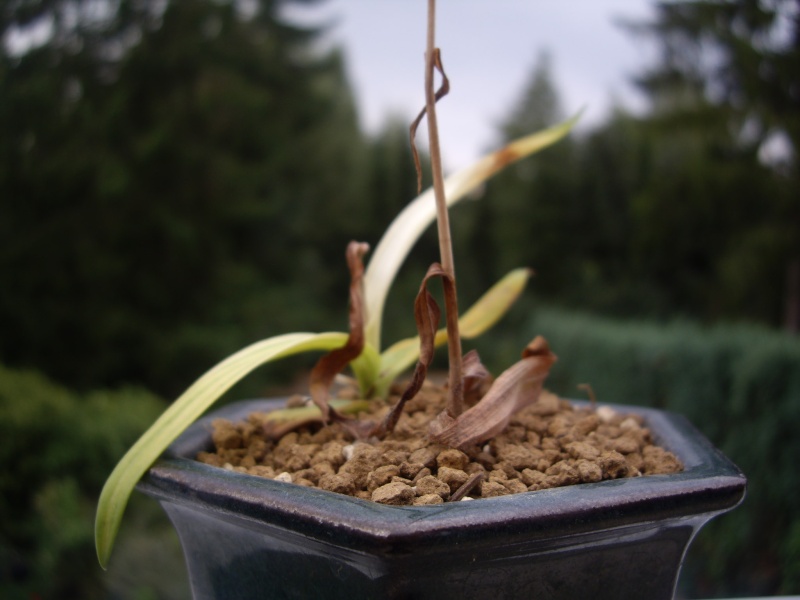 Neofinetia Falcata & Habenaria Radiata Imgp2210