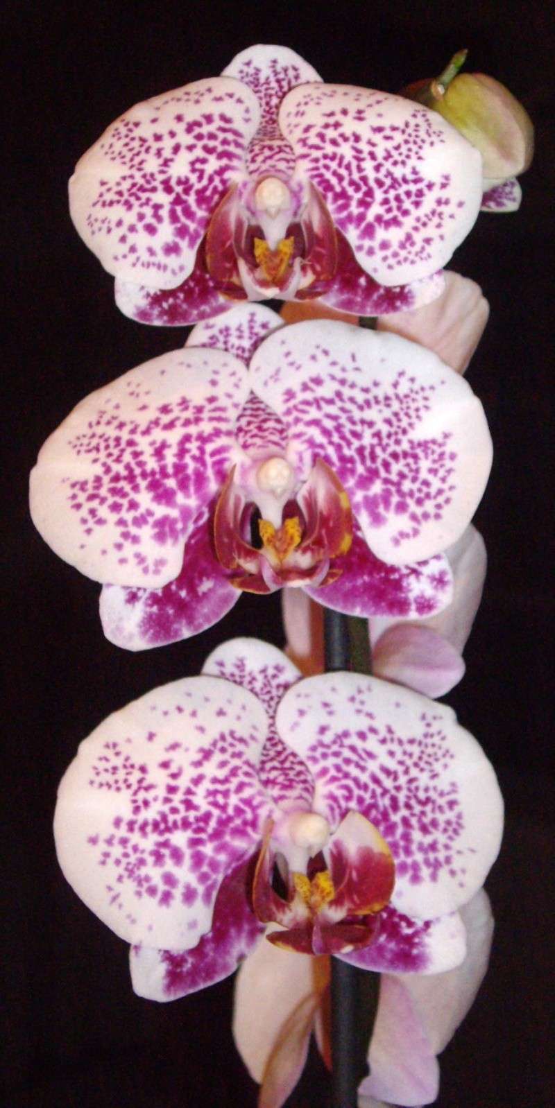 photos de mes orchidées en fleur Imgp2313