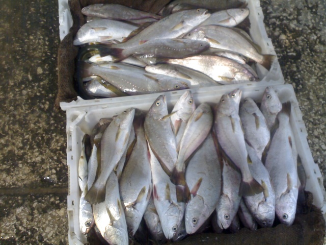 pescarias no Tejo 15092012