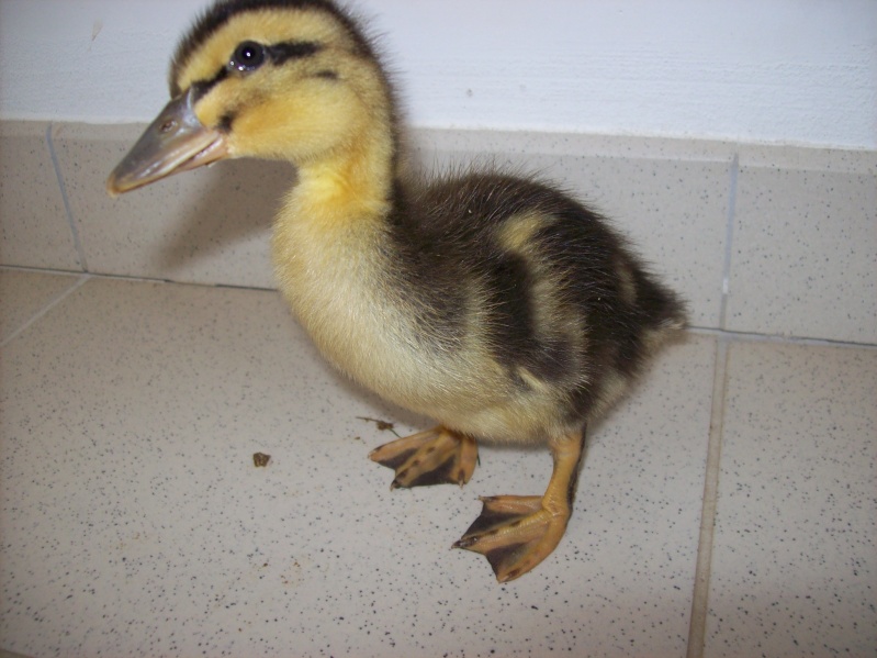 les canards de rouen 100_1610