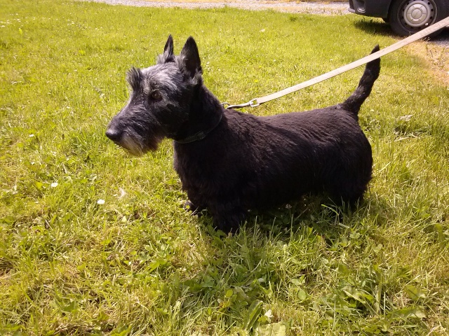 ULYSSE - scottish terrier 10 ans - Spa de Chateau Malo (35) Cam00210