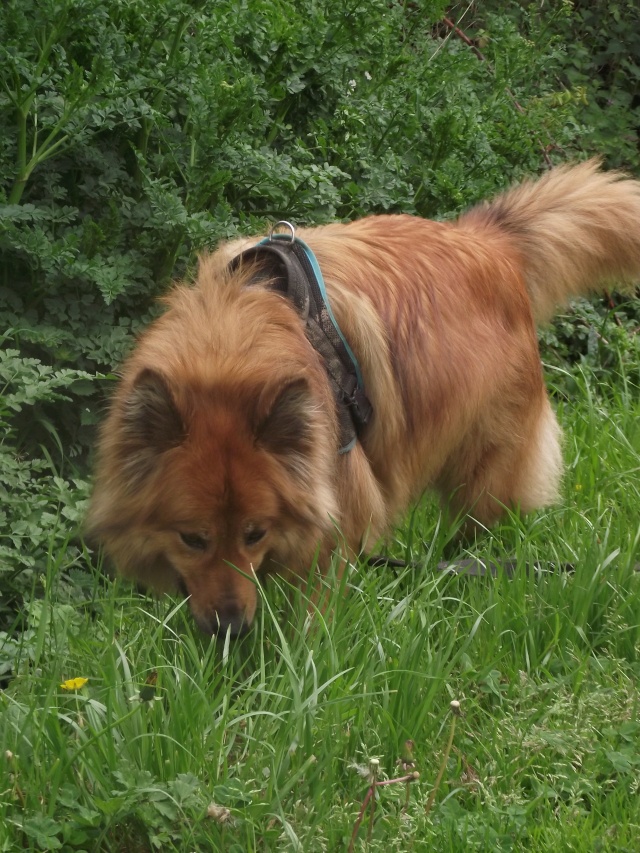 DENVER, x chow-chow,( F) née le 13 09 08 REFU35 Denver14