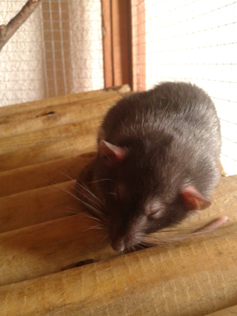 Rats mâles cherchent leur nouveau maître ! (35) 20130313