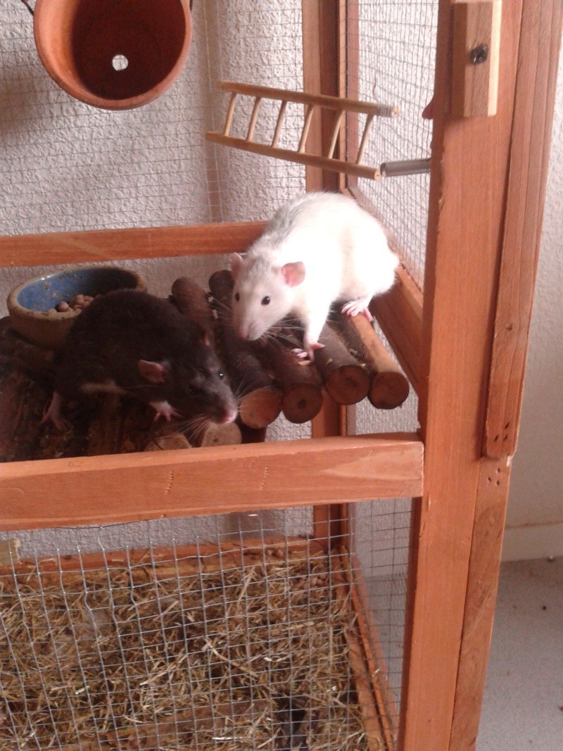 Rats mâles cherchent leur nouveau maître ! (35) 20130410