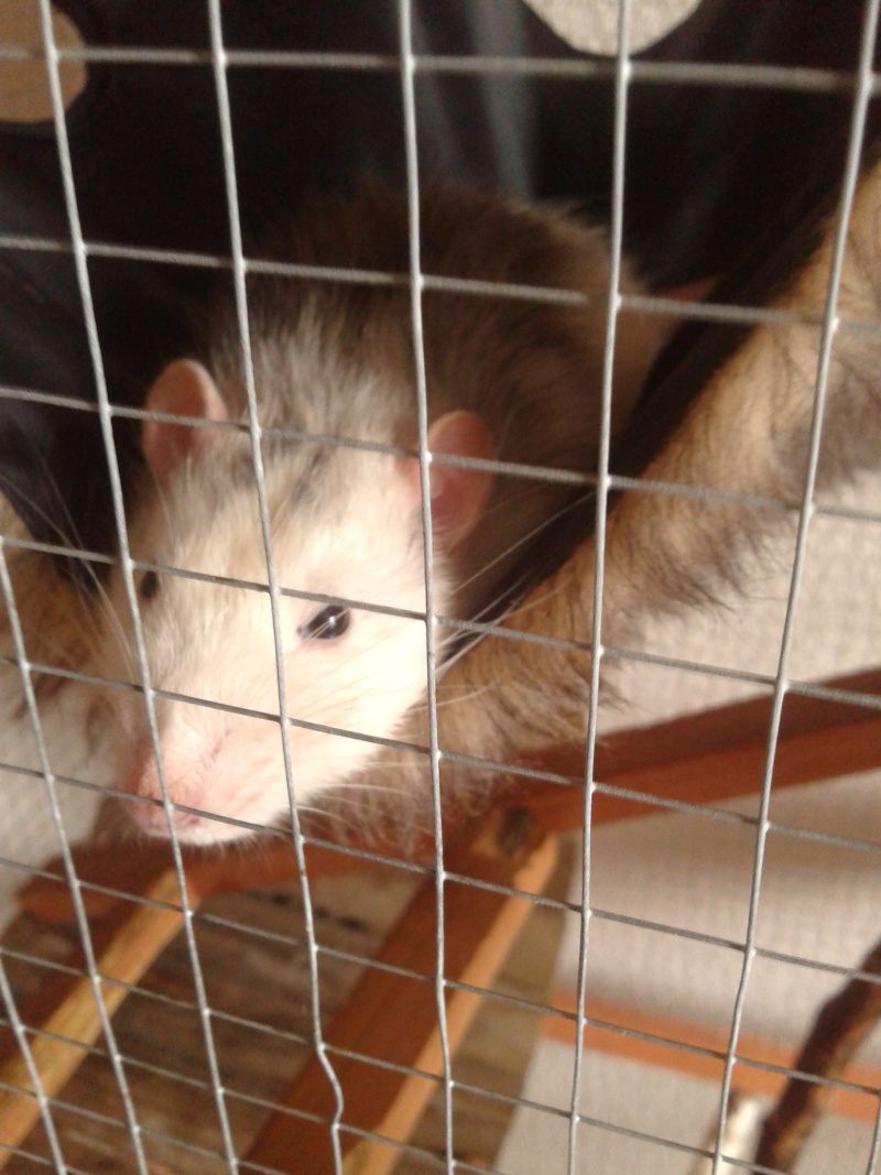 Rats mâles cherchent leur nouveau maître ! (35) 20130411