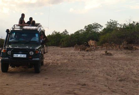 turisti - Kenya - TURISTI ITALIANI IMPANTANATI IN MEZZO AI LEONI Tsavo210