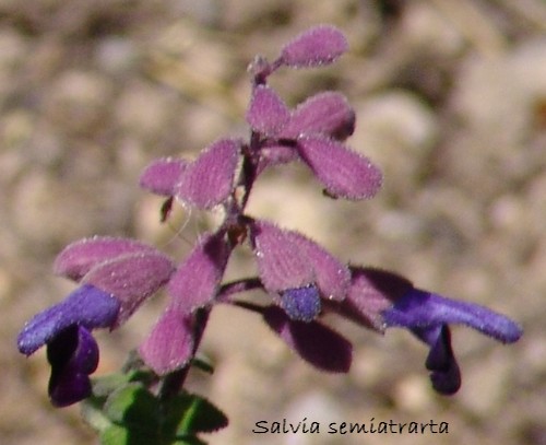 *semiat* - Salvia semiatrata Dsc02216