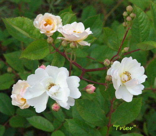 Identification d'un rosier blanc 'Guirlande d'Amour' (à confirmer) Dsc02810