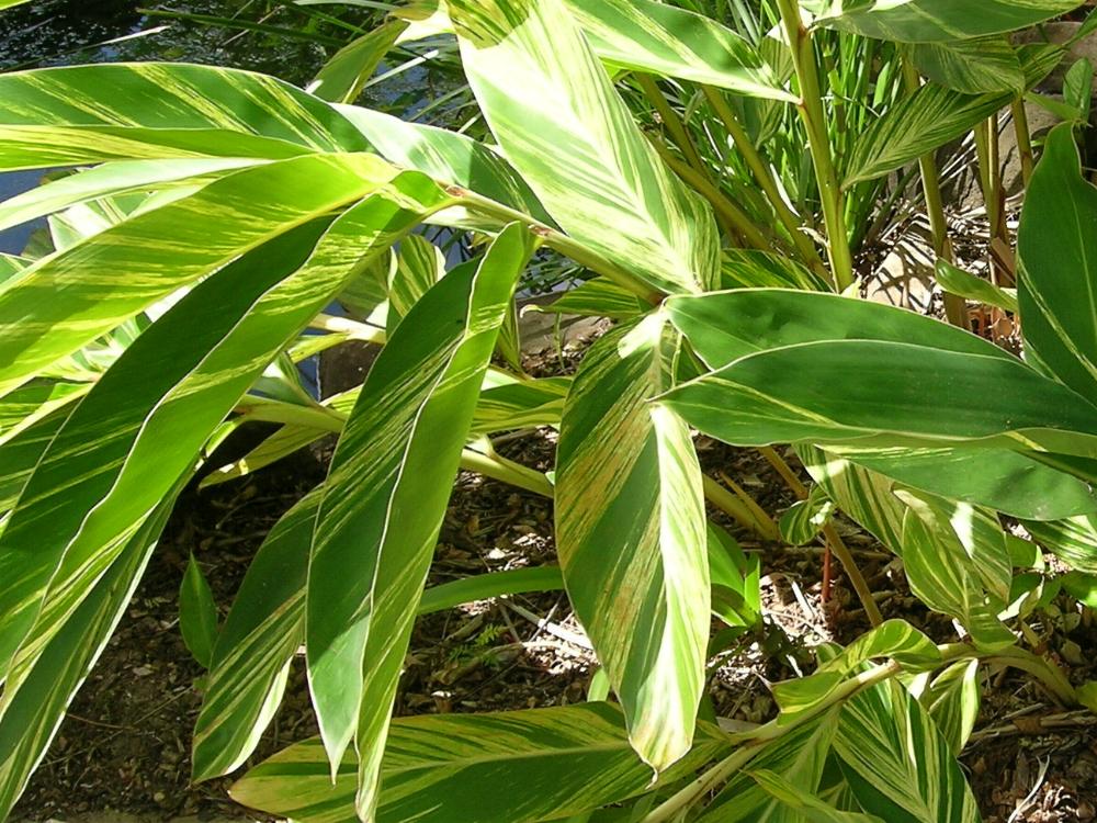 Alpinia zerumbet variegata Alpini13