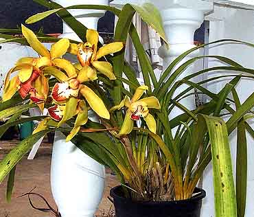 Cymbidium lowianum :Cymbidium Cymbid10