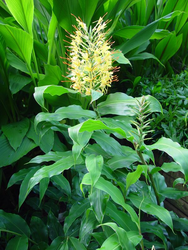 Hedychium gardnerianum Hedych16