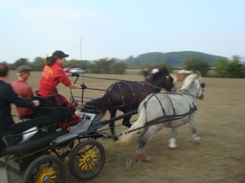 BOnjour d'une muletière du  nord de la france :) Attela17