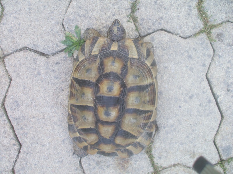Besoin de vous pour identifier ma tortue  Tortue12