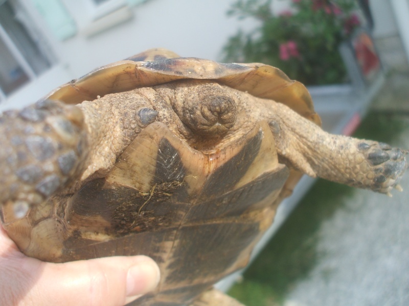 Besoin de vous pour identifier ma tortue  Tortue14